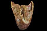 Cretaceous Fossil Crocodile Tooth - Morocco #72778-1